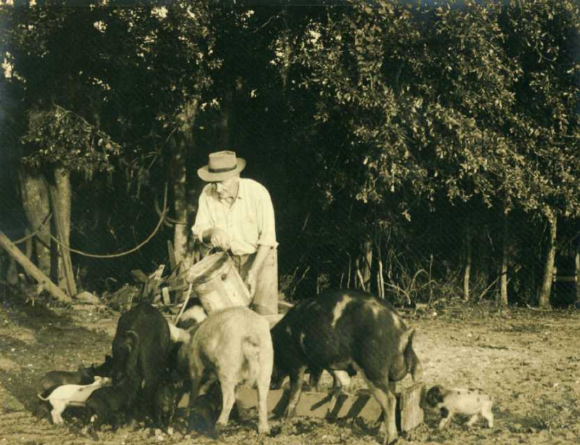 DouglasTaylorFeedingPigsx.jpg